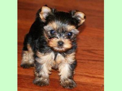 Vanzari caini de rasa Yorkshire Terrier, Pui Yorkshire Terrier