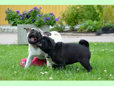 Vanzari caini de rasa Pug, pui pug mops
