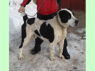 Vanzari caini de rasa Central Asia Shepherd Dog, vand pui Ciobanesc de Asia Centrala
