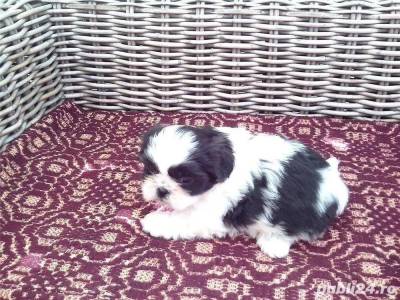 Vanzari caini de rasa Shih-Tzu, Vand Shih-Tzu 600 ron !!!