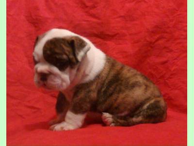 Vanzari caini de rasa Bulldog, puisor bulldog englez,super super oferta !!!