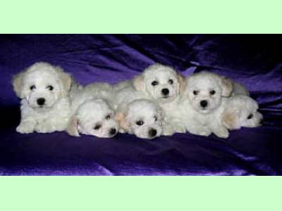 Vanzari caini de rasa Bichon Frise, pui bichon frise