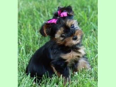 Vanzari caini de rasa Yorkshire Terrier, pui yorkshire terrier 1000 lei