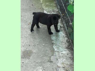 Vanzari caini de rasa Cane Corso, Vand pui Cane Corso