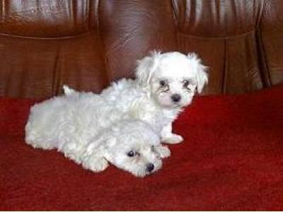 Vanzari caini de rasa Maltese, Puiuti BICHON MALTEZ, superbi !