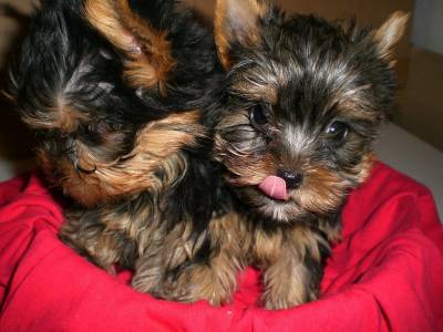 Vanzari caini de rasa Yorkshire Terrier, vand pui Yorkshire terrier toy