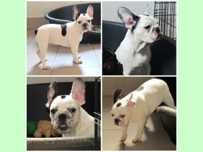 Vanzari caini de rasa Bulldog Francez, Pui femela Bulldog Francez cu pedigree