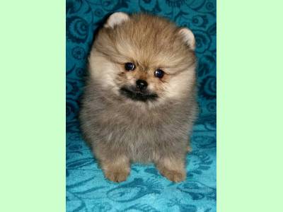 Vanzari caini de rasa Chow Chow, pui POMERANIAN TOY BOO SUPER CALITATE