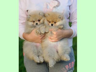 Vanzari caini de rasa Chihuahua, pui POMERANIAN TOY BOO SUPER CALITATE