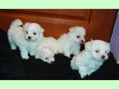 Vanzari caini de rasa Maltese, pui bichon maltese 700 lei