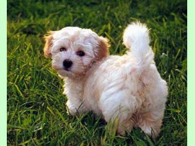 Vanzari caini de rasa Havanese, pui bichon havanese 400 lei