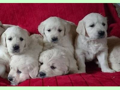 Vanzari caini de rasa Affenpinscher, Crescator, vand companioni Golden Retriever foarte b