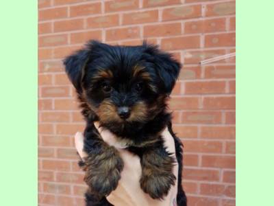 Vanzari caini de rasa Affenpinscher, Puisori Yorki Terrier toy isi cauta o familie iubito