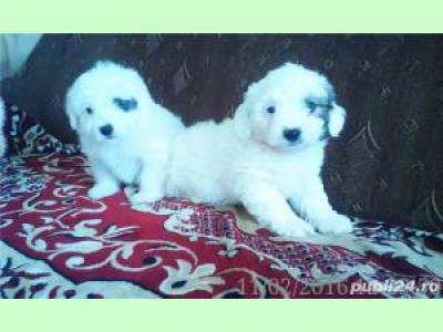 Vanzari caini de rasa Havanese, Vand Bichon Havanese 400 ron !!!