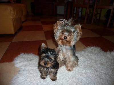 Vanzari caini de rasa Yorkshire Terrier, vand pui Yorkshire terrier toy