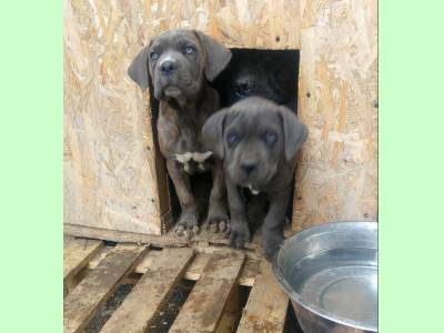 Vanzari caini de rasa Cane Corso, Pui cane corso blue 800 lei