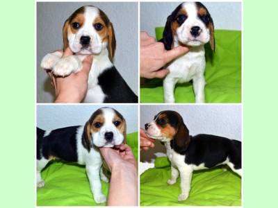 Vanzari caini de rasa Beagle, Puiuti Beagle tricolori (pozele sunt reale!!)