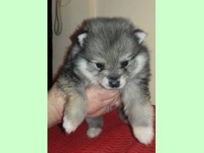 Vanzari caini de rasa German Spitz, vand pui Pomranian