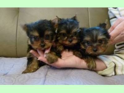 Vanzari caini de rasa Yorkshire Terrier, vand pui Yorkshire terrier toy