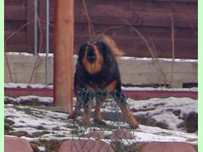 Imperecheri caini de rasa Tibetan Mastiff, Imperecheri mascul mastif tibetan