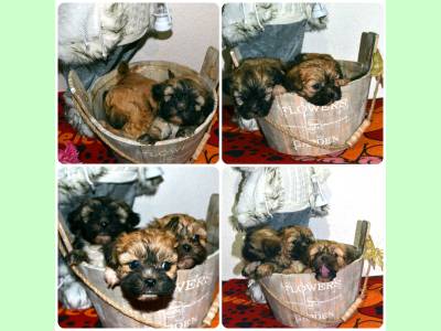 Vanzari caini de rasa Havanese, Puiuti Bichon Havanez (poze reale)
