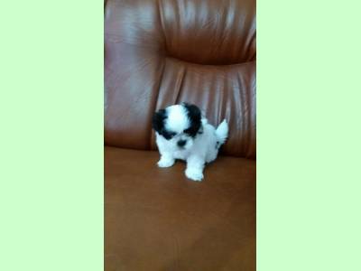 Vanzari caini de rasa Shih-Tzu, Pui SHIH TZU mascul, alb-negru.