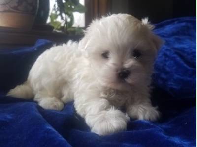 Vanzari caini de rasa Maltese, vand pui Bichon Maltese albi