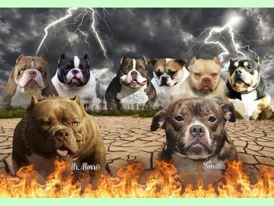 Vanzari caini de rasa AmStaff Terrier, AMERICAN BULLY POCKET
