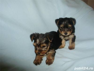 Vanzari caini de rasa Yorkshire Terrier, Vand York Shire Terrier 1000 ron !!!