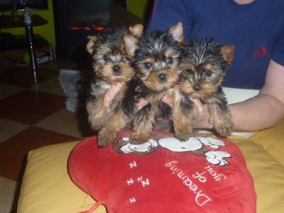 Vanzari caini de rasa Yorkshire Terrier, vand pui Yorkshire terrier toy