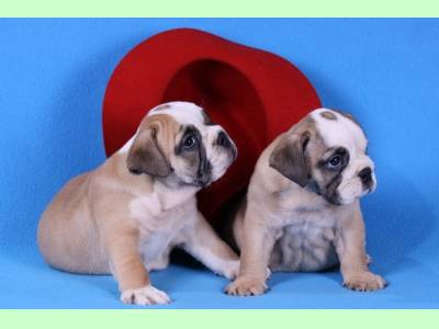 Vanzari caini de rasa Bulldog, vand catei bulldog englez