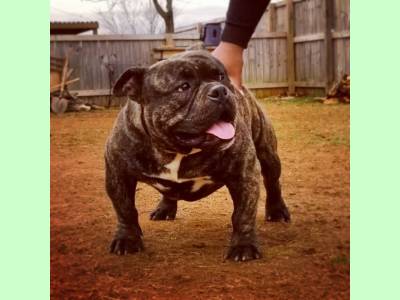Vanzari caini de rasa Billy, AMERICAN BULLY POCKET,PEDIGREE EBKC,SUPER OFERTA !!!