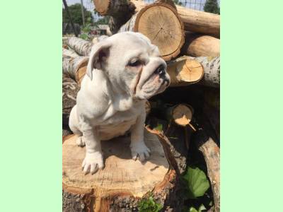 Vanzari caini de rasa Bulldog, pui bulldog englez,oferta de nerefuzat !!!