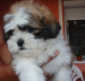 Vanzari caini de rasa Shih-Tzu, Canisa vinde catei SHIH TZU