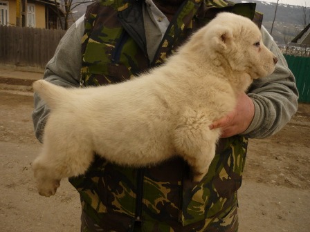 Poze cu caini rasa Russian Shepherd Dog, anunturi vanzare catei de rasa
