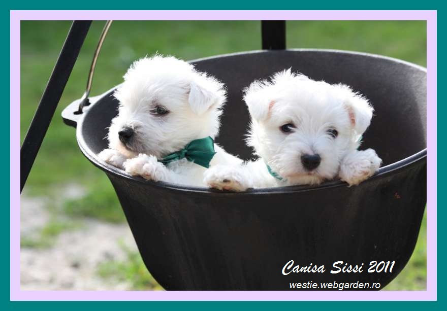 Poze Cu Caini Rasa West Highland White Terrier Anunturi Vanzare