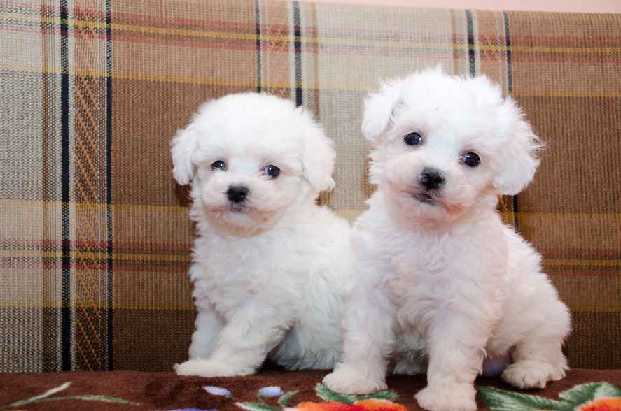 Vanzari Caini De Rasa Bichon Frise Vand Catelusi Bichon Maltez Si