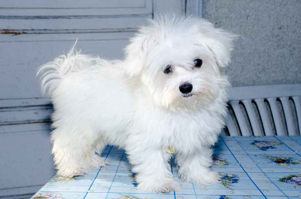 Vanzari Caini De Rasa Bichon Frise Vand Catelusi Bichon Frise