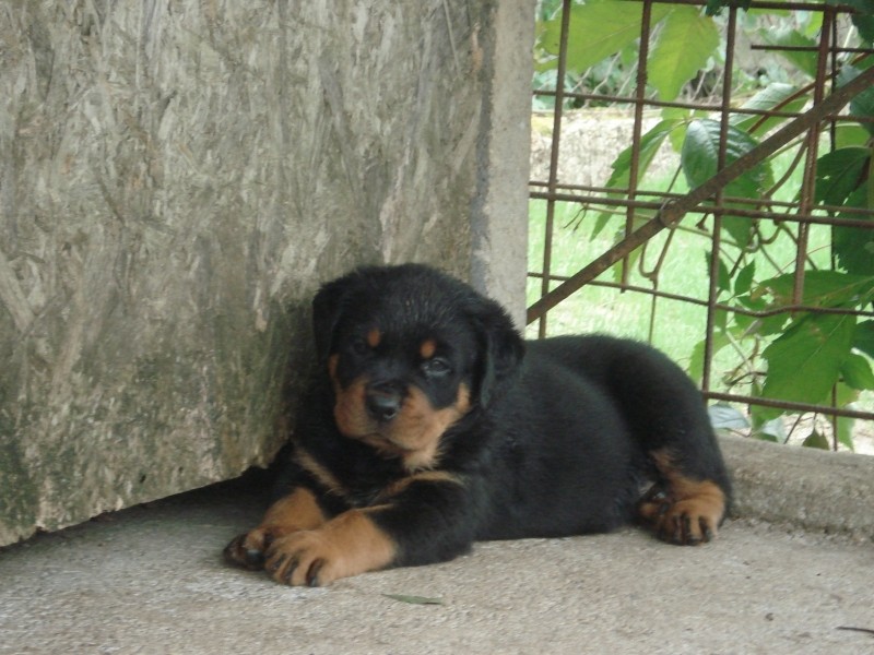 Poze Cu Caini Rasa Rottweiler Anunturi Vanzare Catei De Rasa