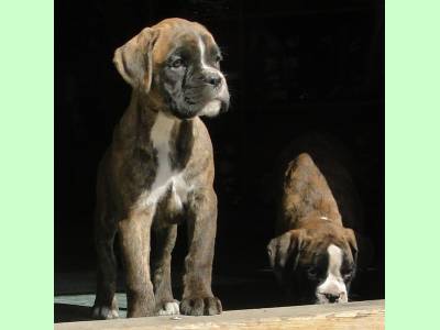 Vanzari caini de rasa Boxer German, Pui boxer cu pedigree