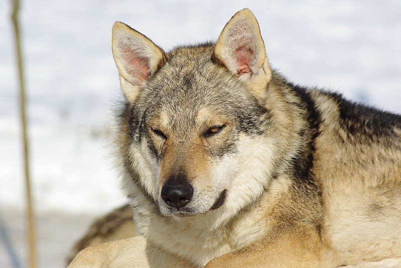 Poze Cu Caini Rasa Czeslovakian Wolfdog Anunturi Vanzare Catei De