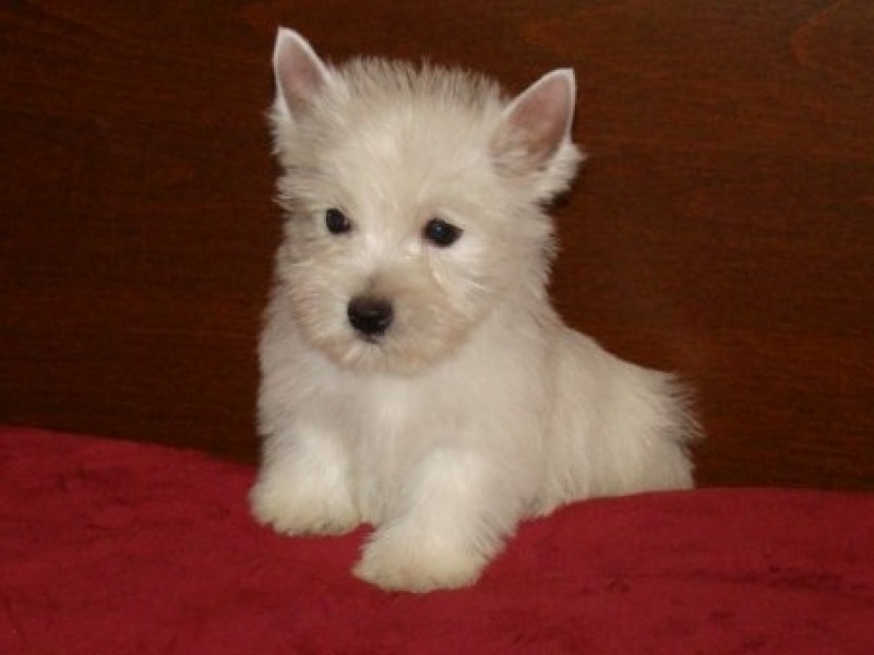 Poze Cu Caini Rasa West Highland White Terrier Anunturi Vanzare