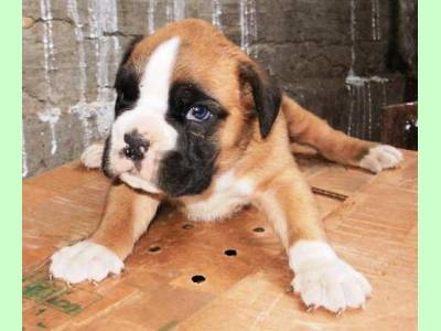 Vanzari caini de rasa Boxer German, Pui boxer de vanzare