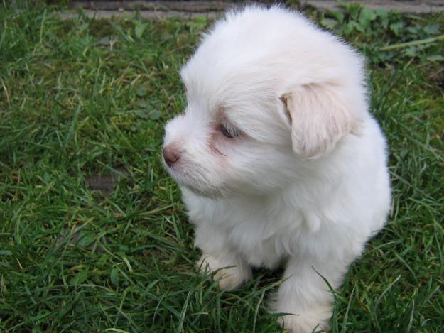 Vanzari Caini De Rasa Pekingese Pui Metis Pechinez Cu Bichon