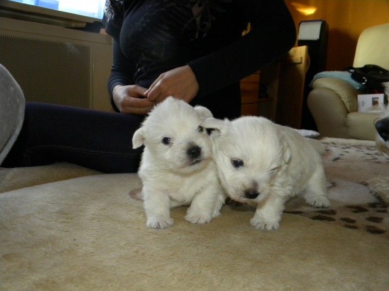 Poze Cu Caini Rasa West Highland White Terrier Anunturi Vanzare