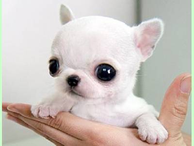Vanzari caini de rasa Chihuahua, Pui Chihuahua varietatea Baby Doll face