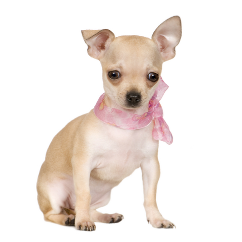 Chto za poroda sobachki?