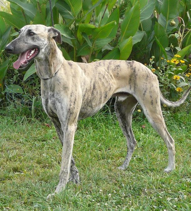 Vanzari Caini De Rasa Greyhound Pui Ogar Englez Greyhound
