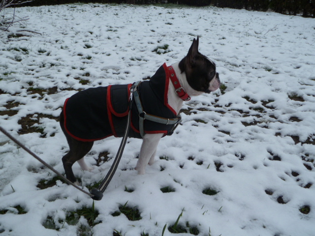 Poze cu caini rasa Boston Terrier, anunturi vanzare catei de rasa