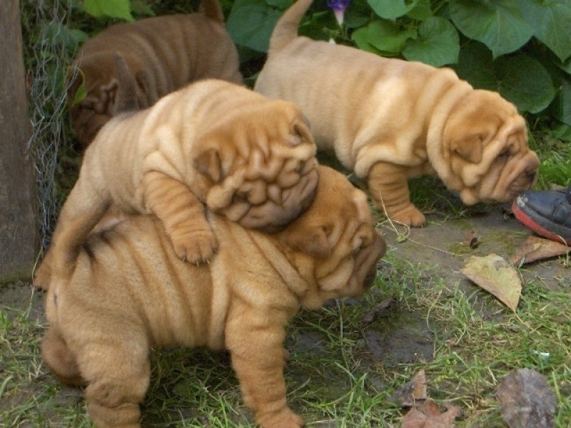 Poze Cu Caini Rasa Shar Pei Anunturi Vanzare Catei De Rasa